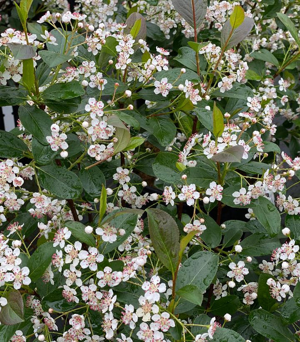 Low Scape Snowfire® Aronia