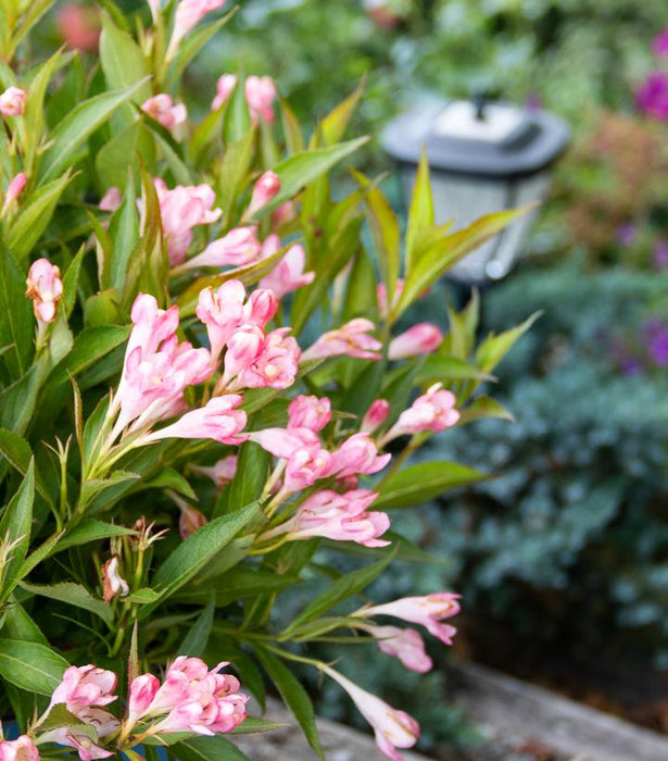 Peach Kisses Weigela