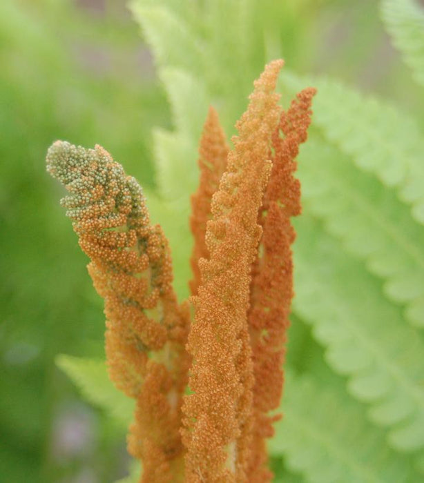 Cinnamon Fern