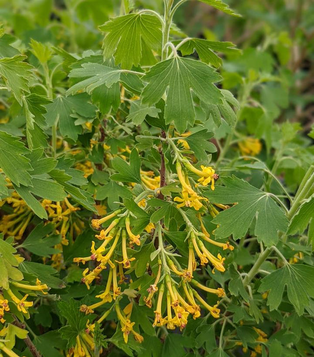 Sunny Bouquet™ Golden Currant