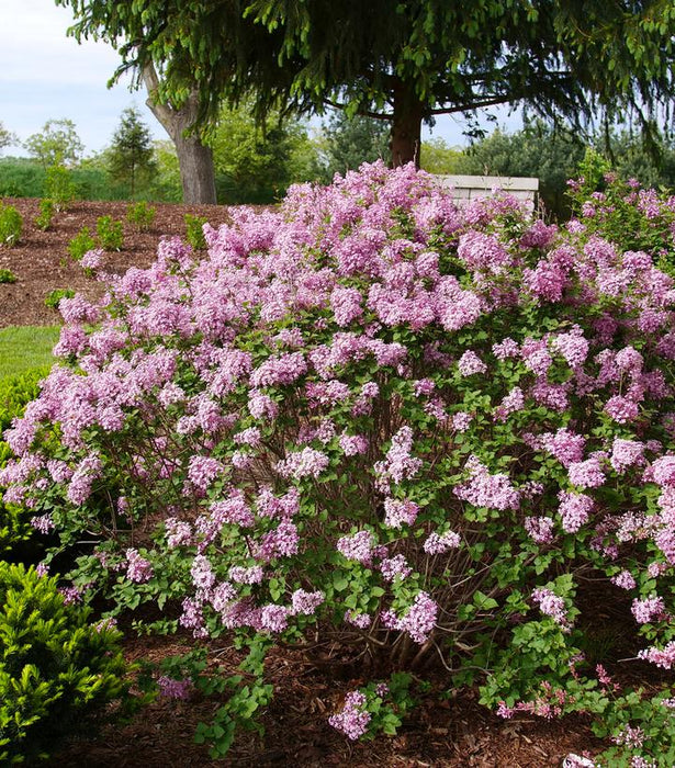 Bloomerang® Purpink Lilac