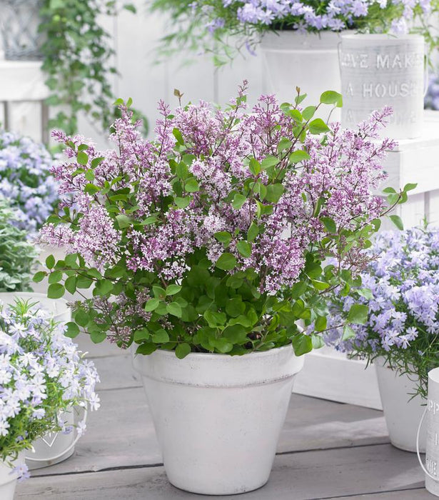 Flowerfesta® Purple Dwarf Lilac
