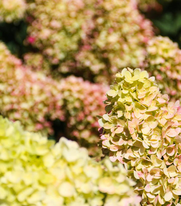 Dragon Baby™ Hardy Hydrangea