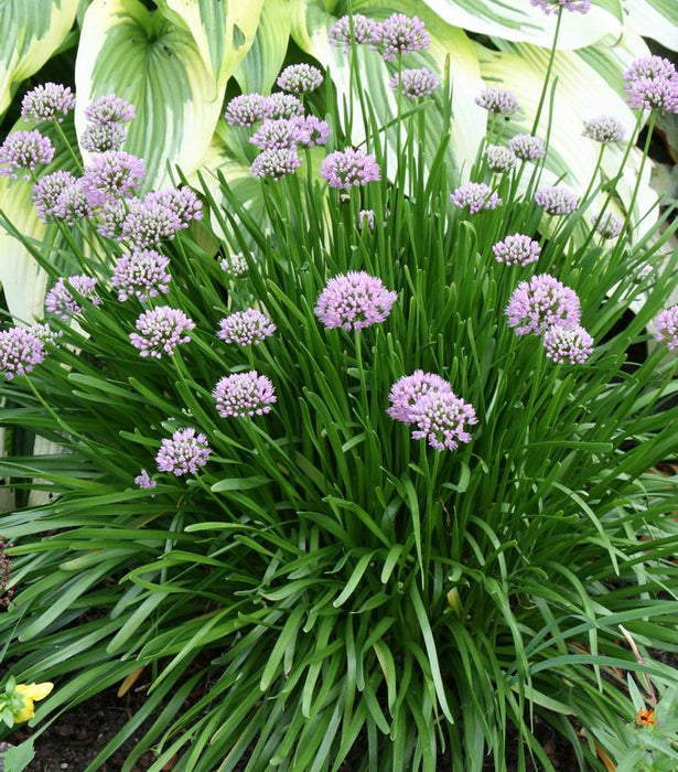 Summer Beauty Flowering Onion