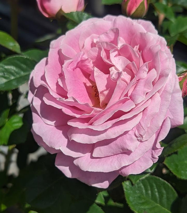 True Bloom™ True Perfume Hybrid Tea Rose