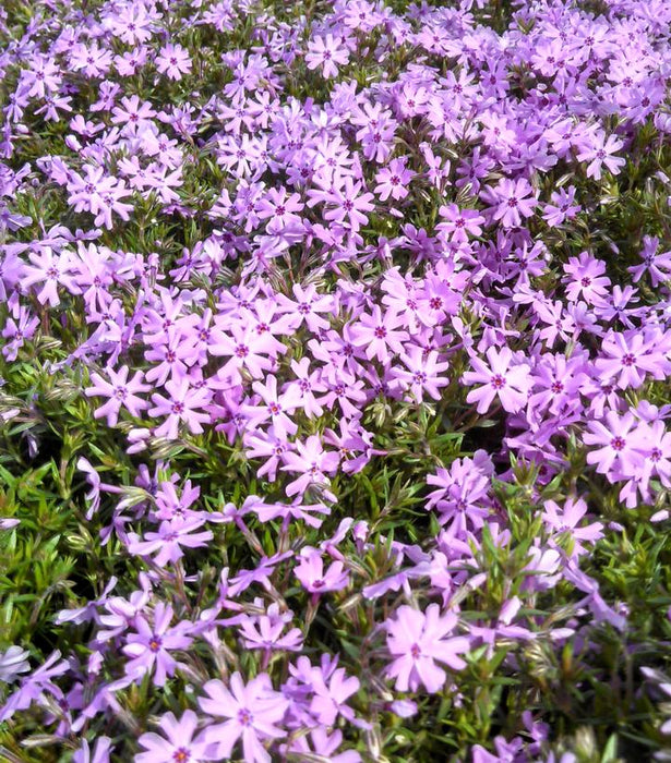 Fort Hill Moss Phlox