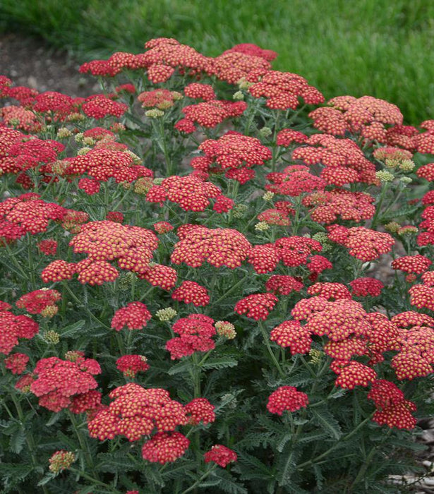 Firefly Red Pop Yarrow