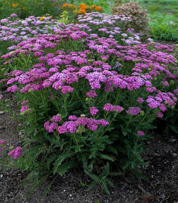 Firefly Fuchsia Yarrow