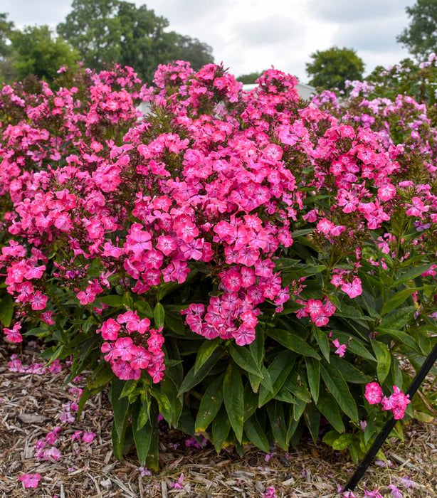 Luminary® Pink Lightning Phlox