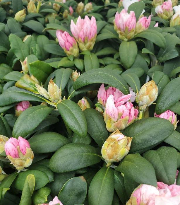 Yaku Princess Rhododendron