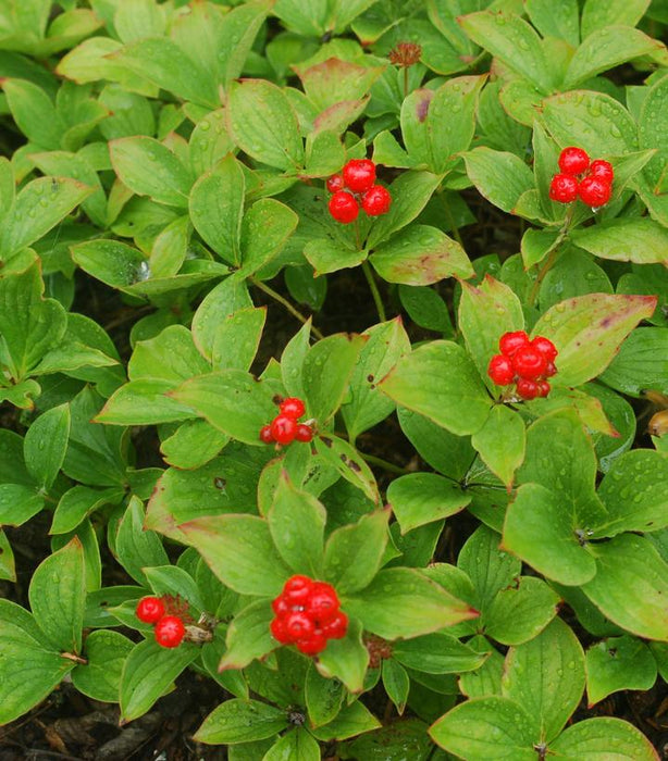 Bunchberry (Cornus Canadensis)