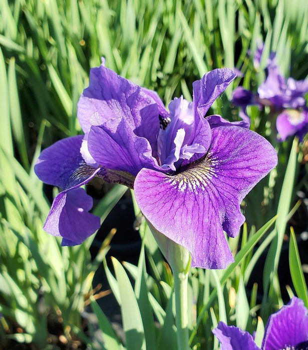 Ruffled Velvet Siberian Iris