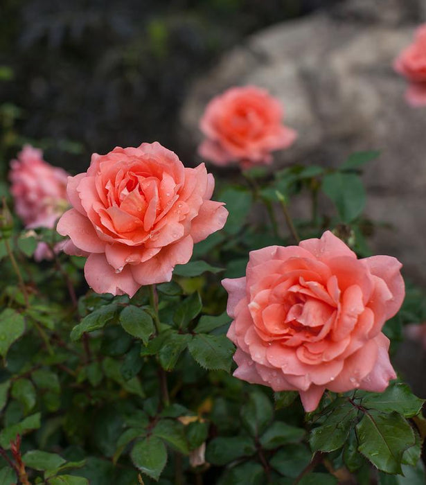 Easy Elegance® Sweet Fragrance Hybrid Tea Rose