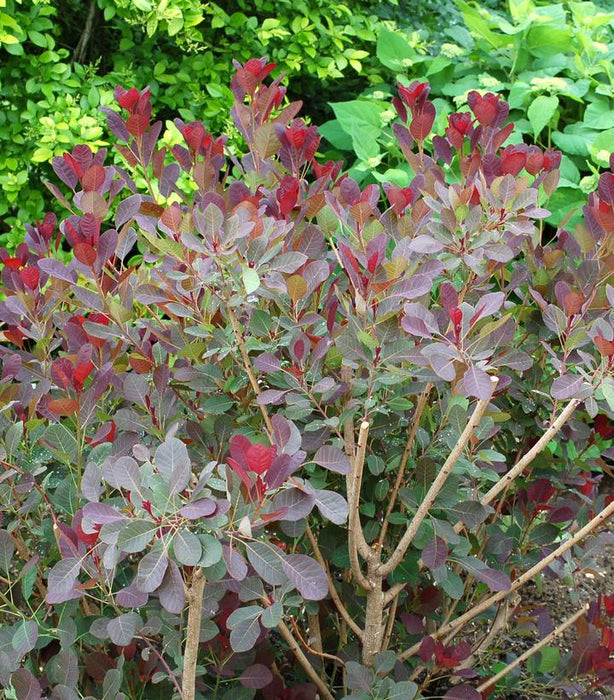 Royal Purple Smoke Bush