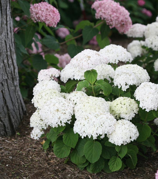 Invincibelle® Wee White Hydrangea