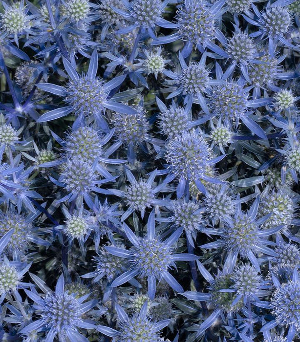 Blue Glitter Sea Holly