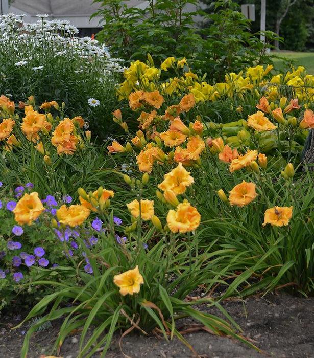 Rainbow Rhythm® Orange Smoothie Daylily