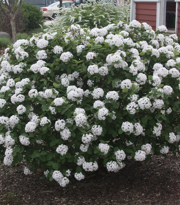 Spice Island™ Korean Viburnum