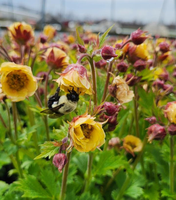 Tempo Yellow Avens (Geum)