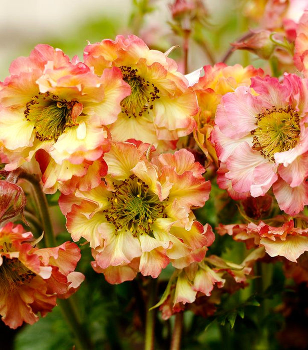 Pretticoats™ Peach Geum