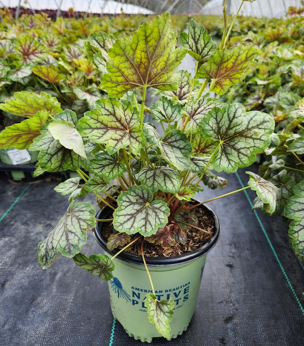 Green Spice Coral Bells