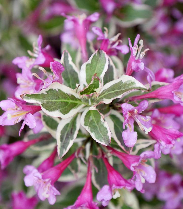 My Monet Purple Effect® Weigela