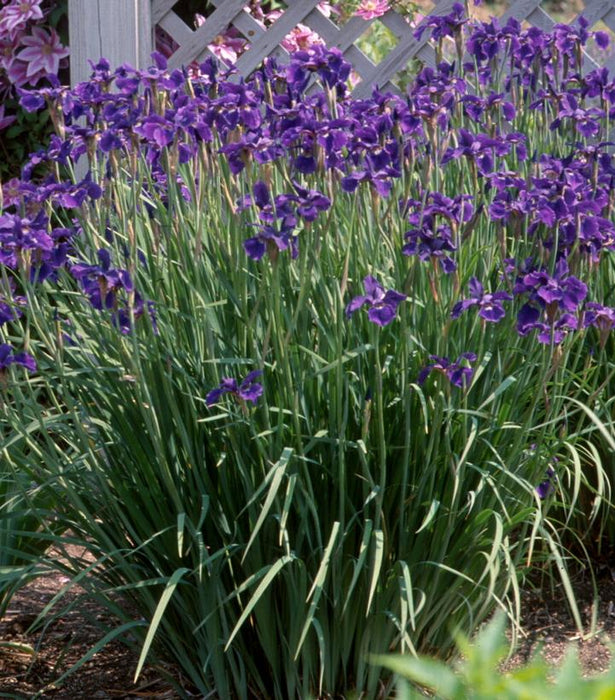 Caesar's Brother Siberian Iris