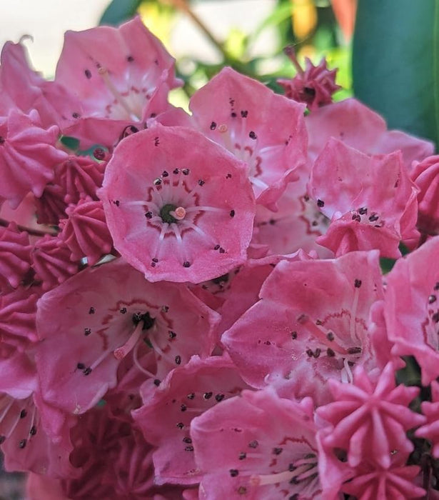 Sarah Mountain Laurel