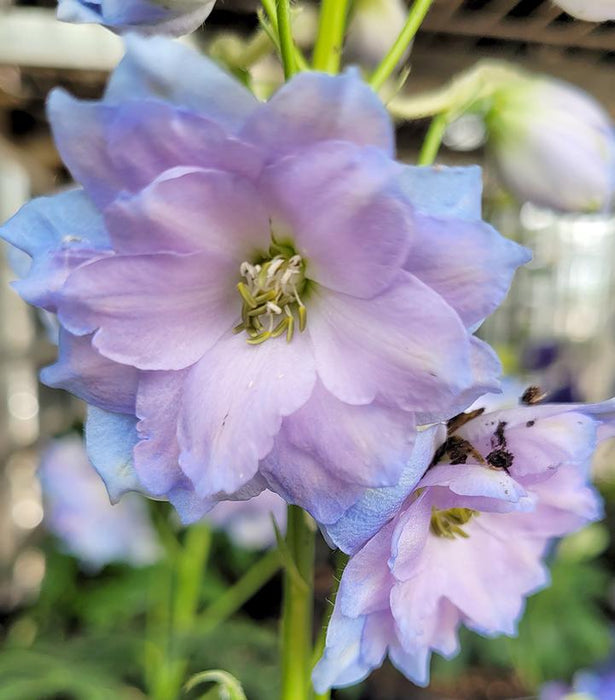 New Millennium Blue Lace Delphinium