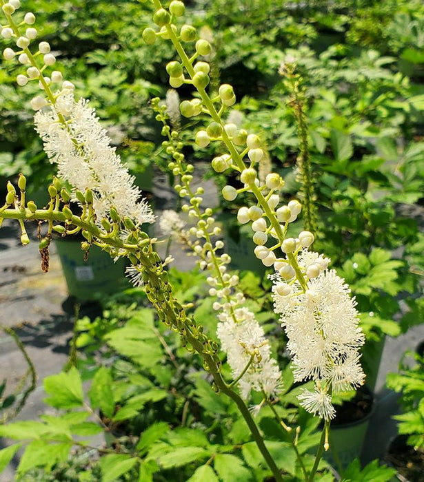 Black Snakeroot/Cohosh