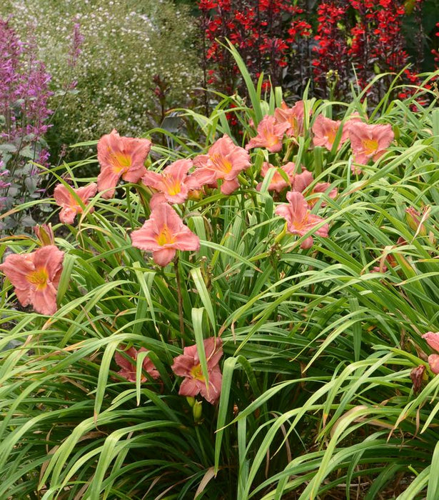 Rosy Returns Daylily