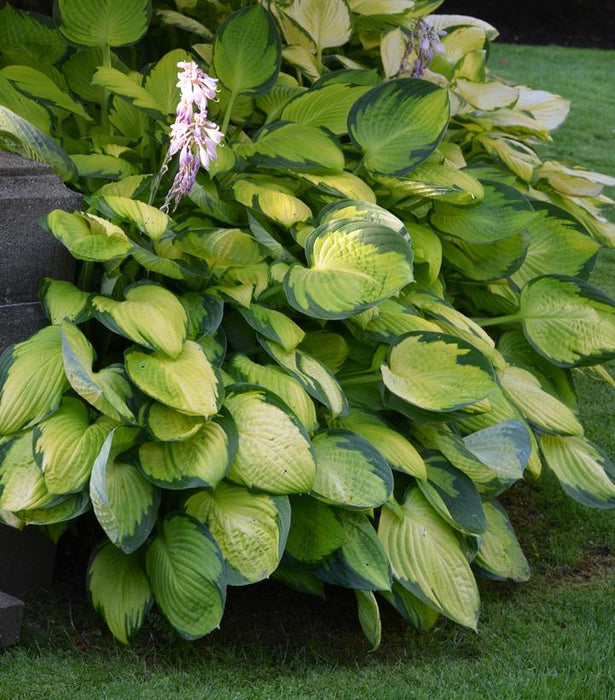 Gold Standard Hosta