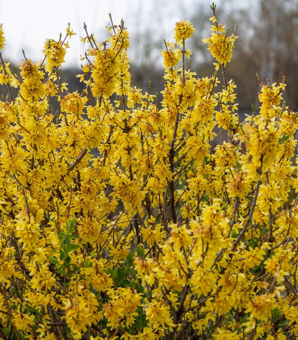 Spring Fling® Forsythia