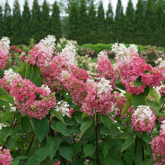 Pinky Winky Prime® Hydrangea