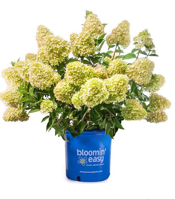 Dragon Baby™ Hardy Hydrangea