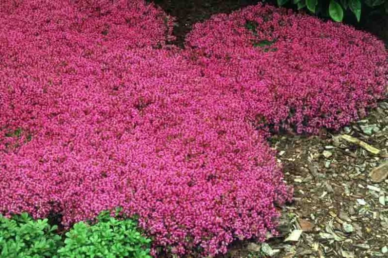 Red Creeping Thyme