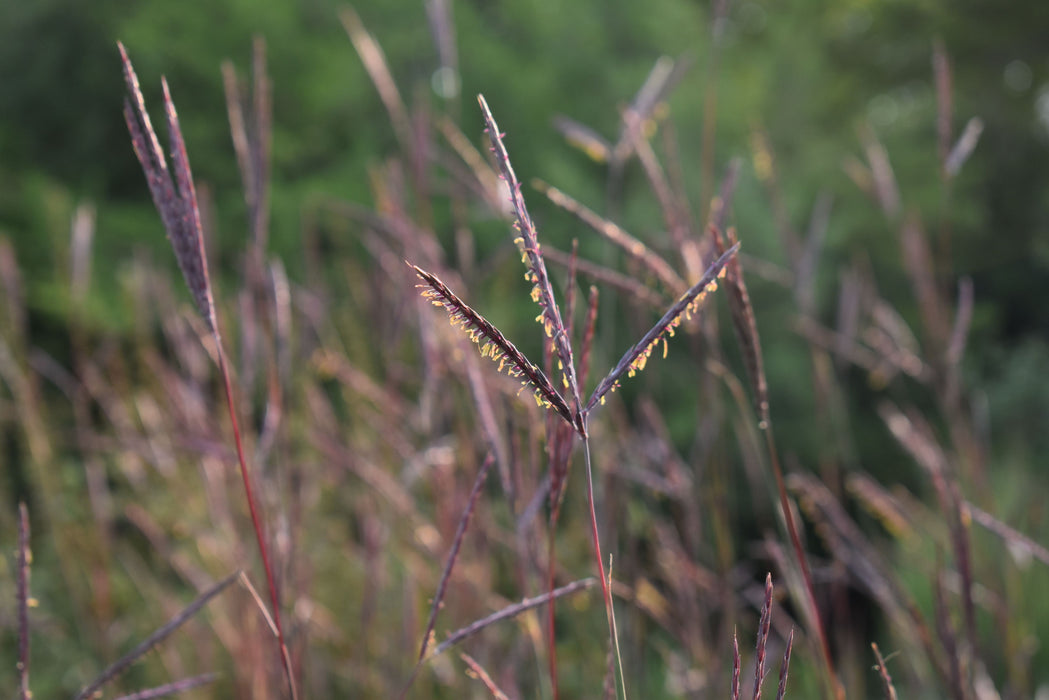 Red October Big Bluestem Grass