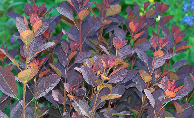 Cotinus WINECRAFT BLACK - Buy Smokebush Shrubs Online