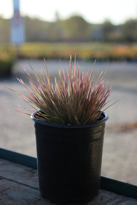 Northern Lights Tufted Hair Grass