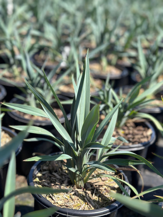 BluTopia Flax Lily For Sale Online! | Unique Grassy Perennial ...