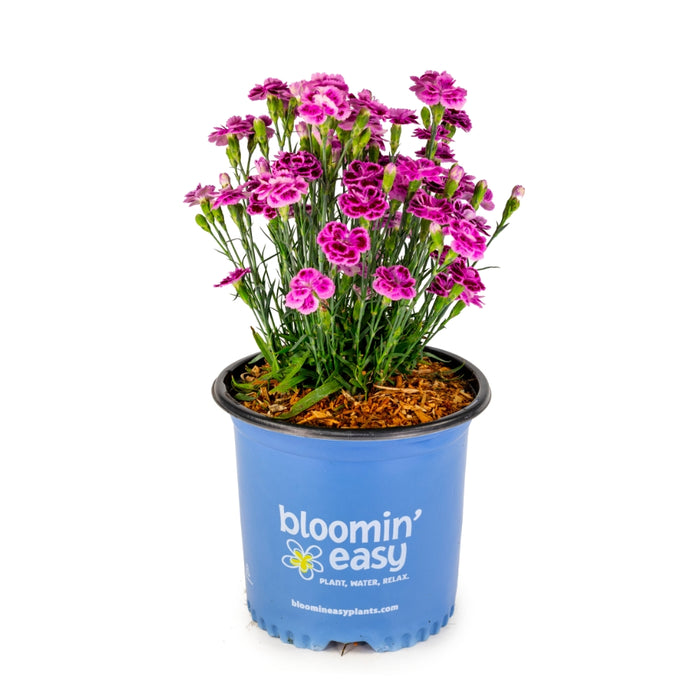 Delilah Bicolor Purple Carnation Dianthus