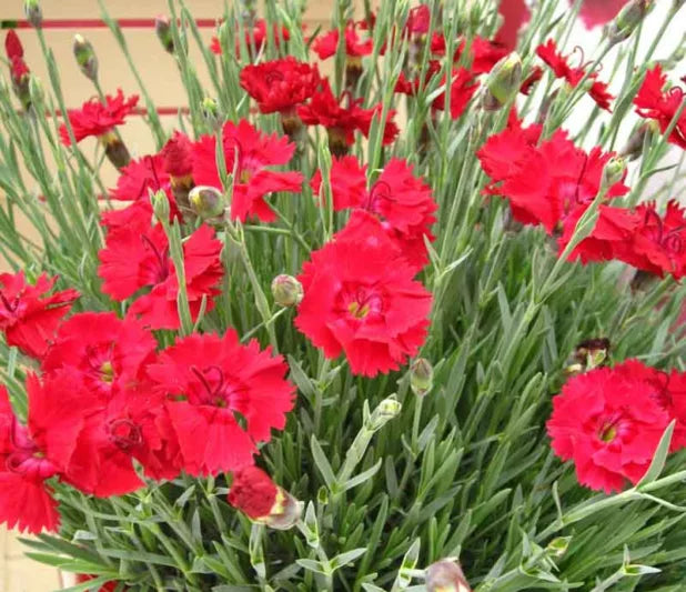 Fire Star Dianthus