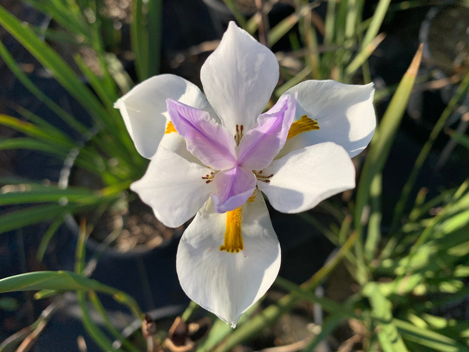 African Iris/ Fortnight Lily