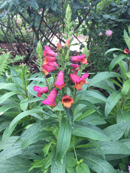 Illumination® Flame Tender Foxglove