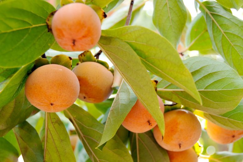 Fuyugaki Persimmon Tree