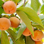 Fuyu Jiro Persimmon Tree — Gardens of the World