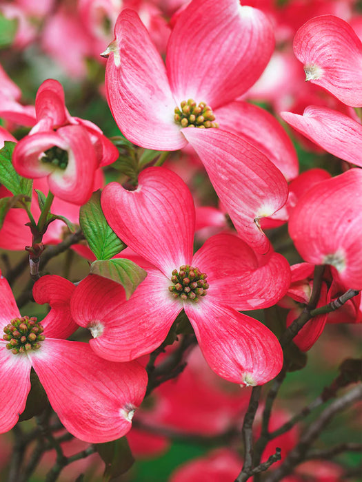 Red Flowering Dogwood