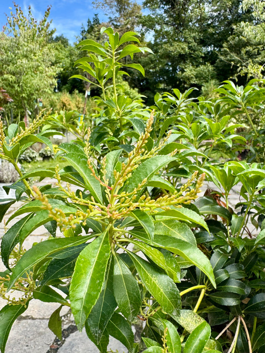 Dorothy Wycoff Andromeda