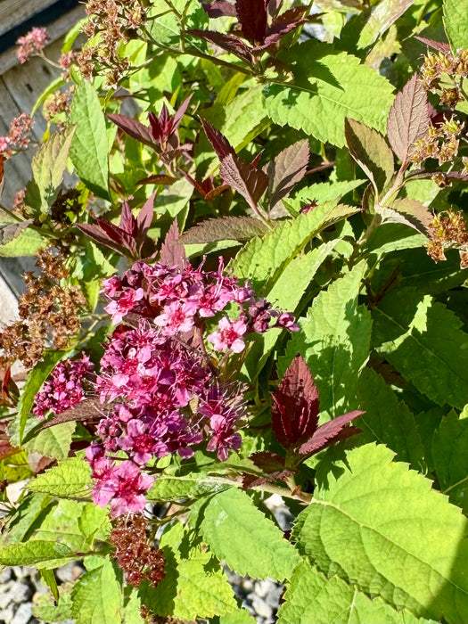 Double Play® Red Spirea