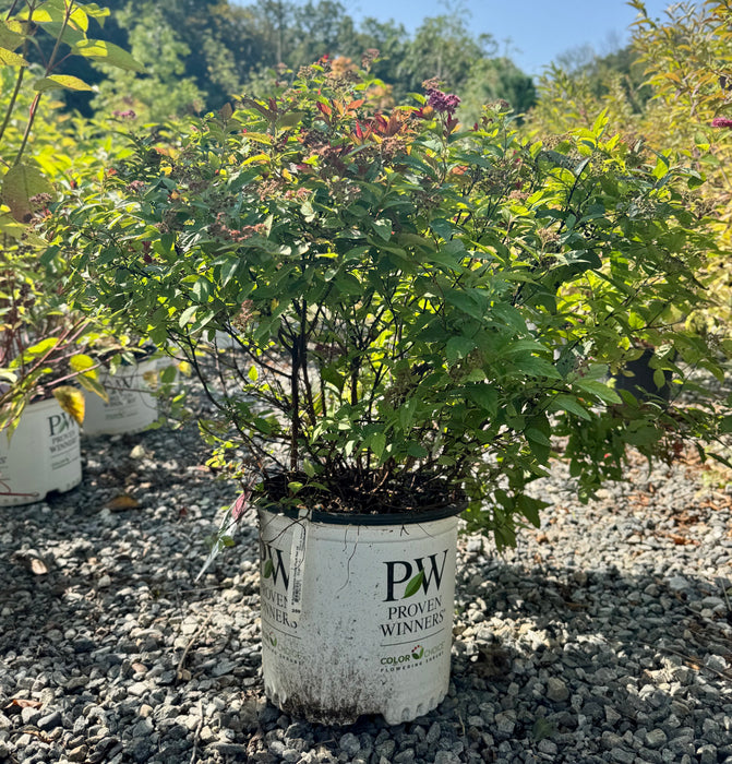 Double Play® Red Spirea